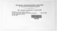 Puccinia recondita image